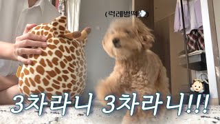 벌써 3차 시험관 3차 계획💉 럭키곰돌이 많이 나옴🧸 [upl. by Inatsed]