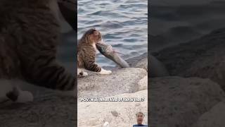 Amazing How cats hunt fishes viralvideo [upl. by Nylikcaj]