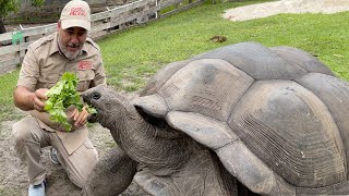 104 YEAR OLD TORTOISE 🐢 [upl. by Matias]