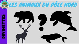 Devinettes les animaux du pôle Nord  vocabulaire pour bébéenfant et pour apprendre le français [upl. by Anaizit]