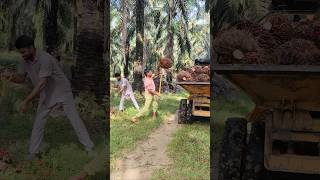 Malaysia plantation palmoil ytshorts loading malaysia viralshort shorts new plantation [upl. by Donata]