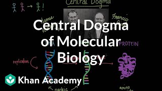 Central dogma of molecular biology  Chemical processes  MCAT  Khan Academy [upl. by Weidar]