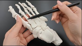 Skeleton of the Foot  Tarsals  Metatarsals  Phalanges  Made Simple [upl. by Sessler]