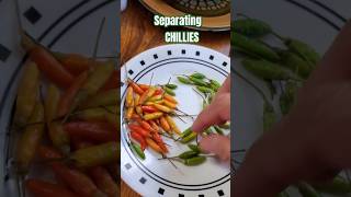 Separating chillies quotPhilAm Country Livingquot [upl. by Nesyaj]