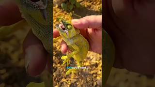 I found a chameleon lying unconscious in the jungle youtubeshorts babyanimals sort [upl. by Bussey781]