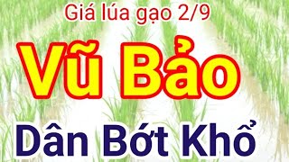 Giá lúa gạo hôm nay 292024 Bảng giá lúa  HẦU HẾT CÁC KHO ĐANG TRONG KỲ NGHỈ LỄ 29 [upl. by Eadnus]