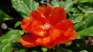 Pereskia Bleo  Orange Flowers Cactus Family [upl. by Swinton]