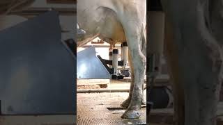 Robotic milking fullwood JOZ merlin M2 [upl. by Negah668]