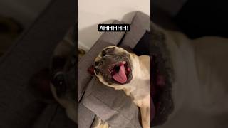 Dear Jip Jip we know what you want 🫃👋🏾🐶😅 bellyrubs frenchie frenchbulldog talkingdog fun [upl. by Biddy]