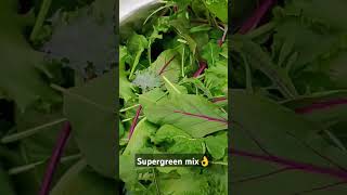 The supergreen veggiesbaby kalebaby swisschardbaby lettucebaby arugula♥️agriculture [upl. by Fabri]