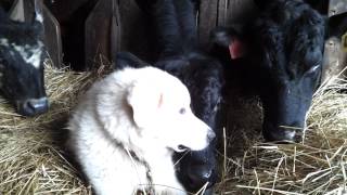 Farmer Bens Great Pyrenees livestock guardian dog [upl. by Gunn]