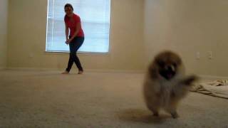 Tiny pomeranian puppy running [upl. by Azaria]