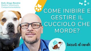 Come inibire e gestire il cucciolo che morde [upl. by Screens]