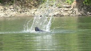 Sealion Destroying Willamette River springer Population control needed [upl. by Arelc]