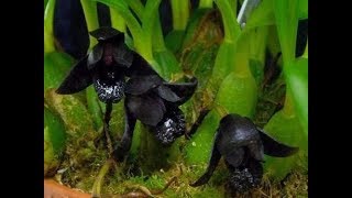 Orquídea Negra Maxillaria Schunkeana Adulta [upl. by Airetnuhs480]