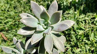 Graptopetalum paraguayense Madre Perla Planta Fantasma Información sobre sus cuidados [upl. by Ramed]