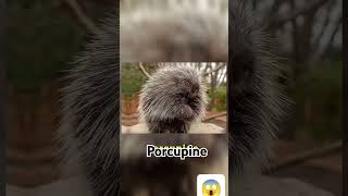 Porcupine का कांटों का राज🐗🦔🫡😱 [upl. by Teyugn517]