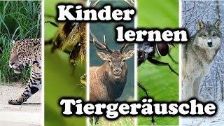 Kinder lernen Tiergeräusche  Tiernamen raten und nachmachen [upl. by Meter177]