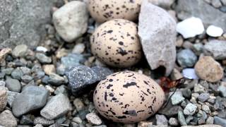 Facts about oyster catcher [upl. by Ayahsal]