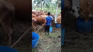 200 an SAPI MINUM BERSAMA shorts sapi cow [upl. by Yakcm]