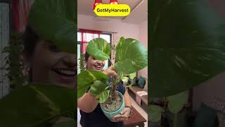 7 Plants with Big Leaves  बड़े पत्तों वाले पौधे shorts [upl. by Feucht]