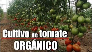 CULTIVO DE TOMATE ORGANICO [upl. by Aihsinat242]