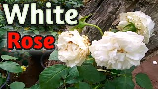 How To Grow English Rose Plants at home  English White Rose Plant [upl. by Pfosi]