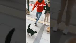 🐱🇹🇷🐱 shortsvideo 😂 [upl. by Storfer55]