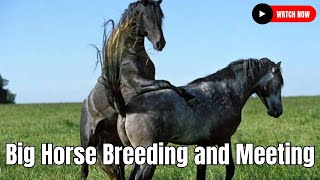 BIGGEST Horse Breeding Mistakes Youre Making [upl. by Einahpets]