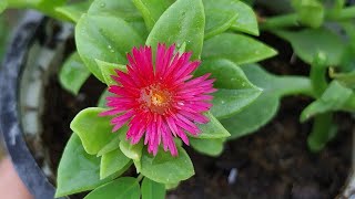 Flowering succulent for beginners Beautiful baby sunrose😍👍 [upl. by Fortna]