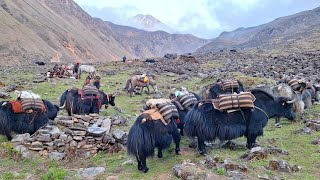 Himalayan Village Life  The Yak Farm  Dolpa  Nepal  Simple lifestyles Nepal [upl. by Royall]