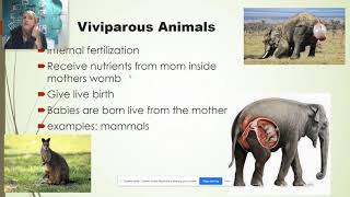 Zoology Oviparous Viviparous Ovoviviparous [upl. by Besse]