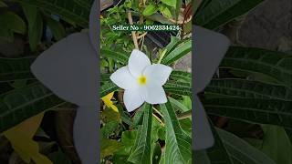 📌wholesale nursery Horticultureking kolkata 😍 online sell 🌱 best online plant seller 🥳 [upl. by Eelnayr]