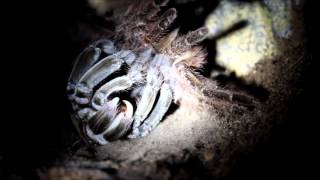 Theraphosa blondi molting Canon 600d [upl. by Ainar]