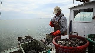 Chesapeake Can Oysters Save the Bay [upl. by Vincent]