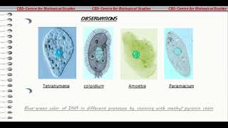 CYTOCHEMICAL DEMONSTRATION OF DNA IN PROTOZOA amp AVIAN BLOOD CELLS [upl. by Niehaus850]