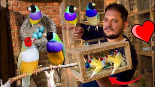 Gouldian finch successful breeding method tips Attercliffe Beautiful Colourful Hsn Entertainment [upl. by Ellata419]