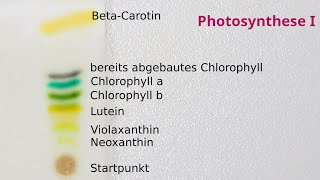 Fotosynthese Chromatographie von Chlorophylllösung amp ChlorophyllLichtabsorption an der opt Bank [upl. by Jaimie814]