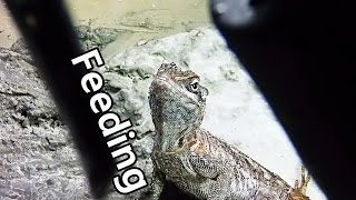 Feeding Madagascan Spiny Tailed Iguana Full HD [upl. by Aicekat]