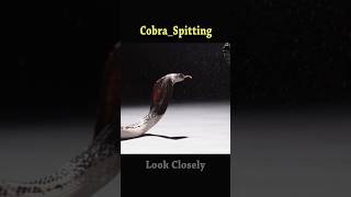 Hiss  Cobra spitting 🔥🔥 cobra trending [upl. by Aramo]