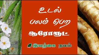 Arrowroot  Arrowroot Tamil  உடல் வலிமை பெற  உடல் பலம் பெற [upl. by Phare]