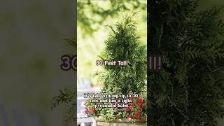 Spring Grove Western Arborvitae 🌲 greatgardenplants evergreen arborvitae trees shorts [upl. by Correna964]