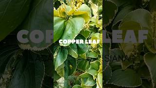 Coppelleaf plants copperleaf garden firstinfield decoration [upl. by Arraes799]