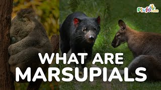 What are Marsupials Animals  Marsupial Mammals  Science for kids marsupials plufo mammals [upl. by Higley272]