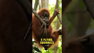 Top 15 Animals that live in trees  Names of Animals  The Beast World [upl. by Fosque]