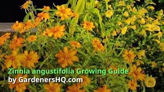 Zinnia angustifolia Growing Guide [upl. by Kcirdnek55]