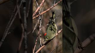 RubyCrowned Kinglet Calling Sounds [upl. by Ziguard]