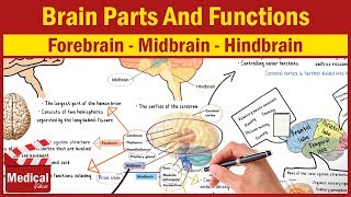 Pharmacology  CNS INTRO  Brain Parts And Functions  Forebrain Midbrain Hindbrain [upl. by Ennahtebazile]