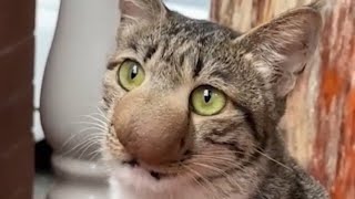 The Most Shocking Botfly Removal from a Cat 🐈 [upl. by Llig753]