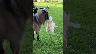 pans thoughts on Halloween costumes for the goats goats goat goatlings goatday [upl. by Kikelia]